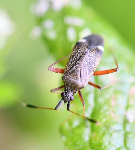 Closterotomus biclavatus